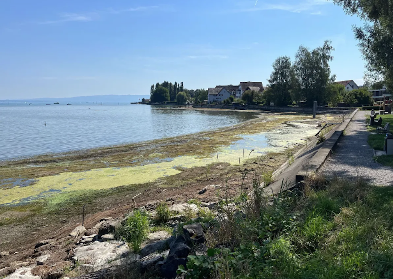 Heute.at - Faulende Algen – Bodensee riecht wie Kanalisation