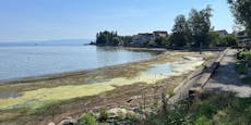 Faulende Algen – Bodensee "riecht wie Kanalisation"