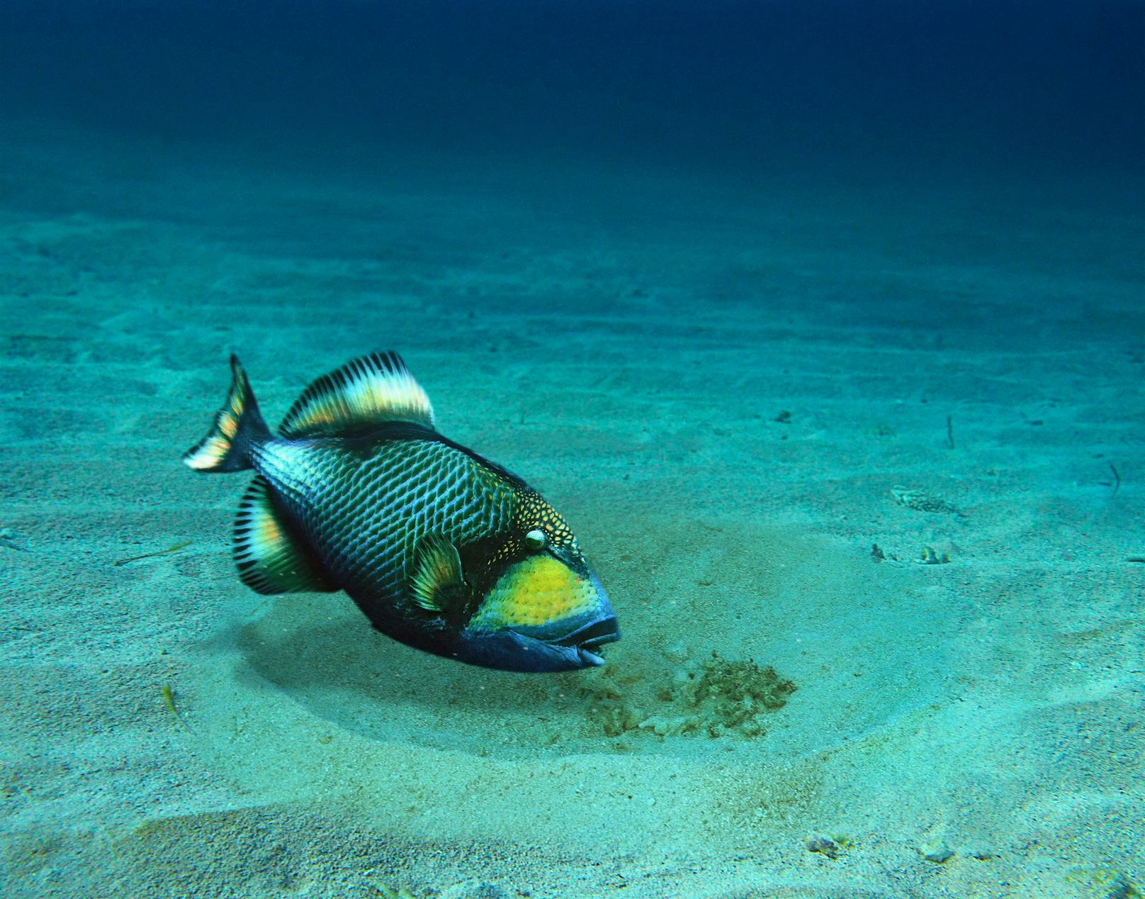 In ihrer Fortpflanzungsphase im Sommer neigen die Fische zu einem aggressiven Verhalten gegenüber Menschen.