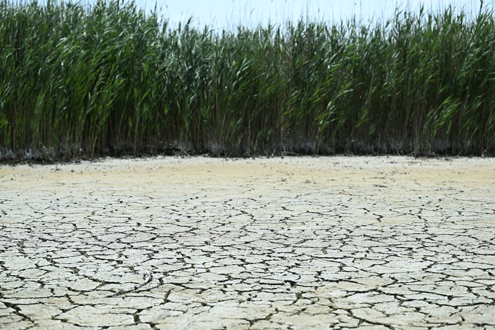 Ein Nebenarm des Neusiedler Sees trocknete Mitte August diesen Jahres komplett aus.