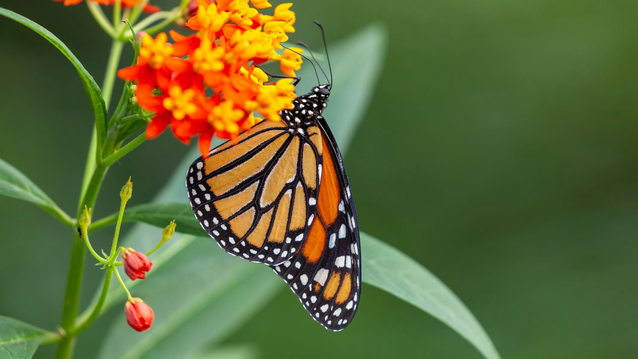 Die zarten und lautlosen Luftikusse haben wir doch alle gern, oder? 