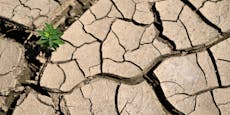 Dürreschäden belaufen sich bereits auf 100-Millionen-€
