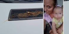 Vandale beschmiert parkende Autos mit Hundekot
