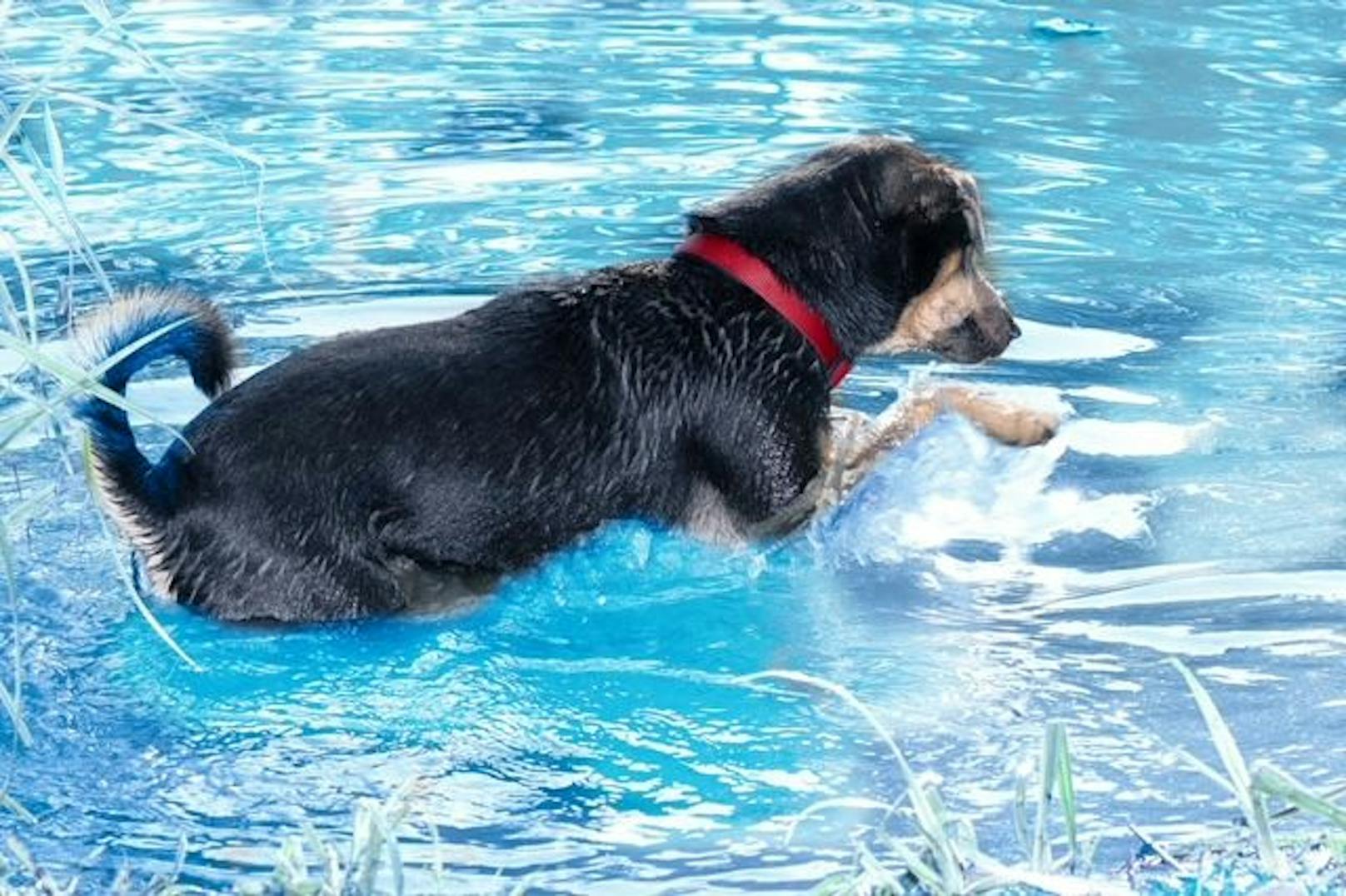 Badetag für Hunde im Weinlandbad Mistelbach
