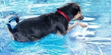 Eigener Planschtag in Öffi-Bad nur für geimpfte Hunde