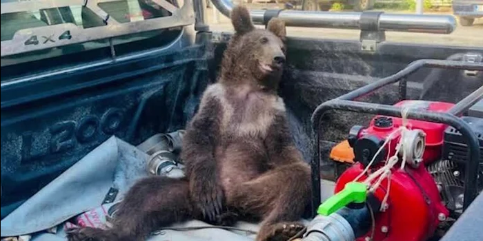 Der Bär torkelte und war völlig orientierungslos.