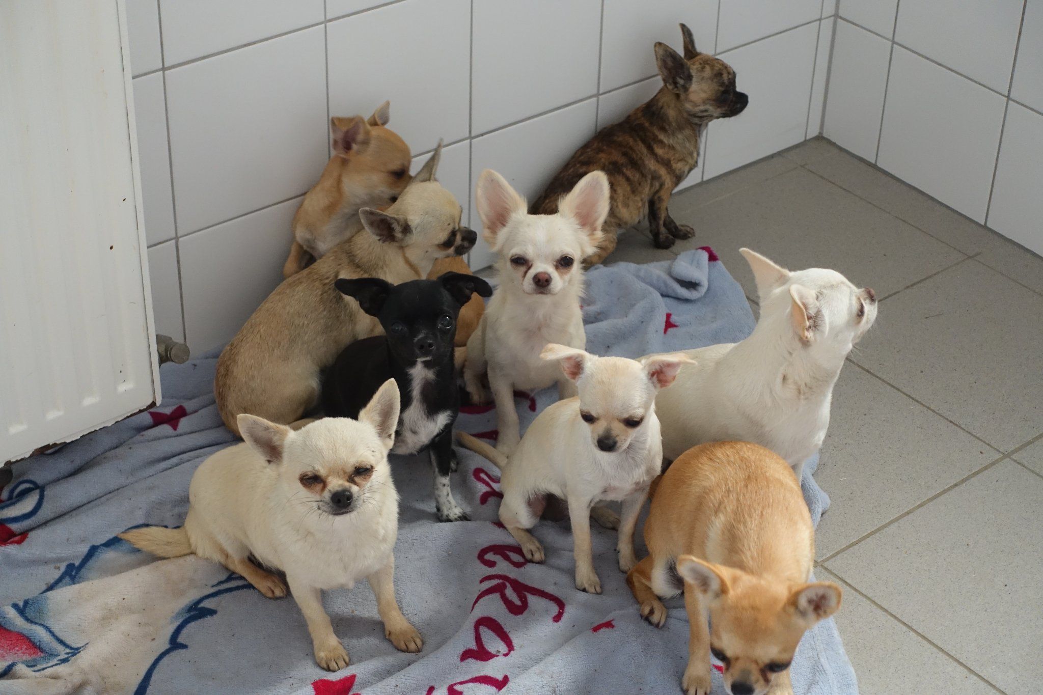 Ein Teil der geretteten Chihuahuas. 