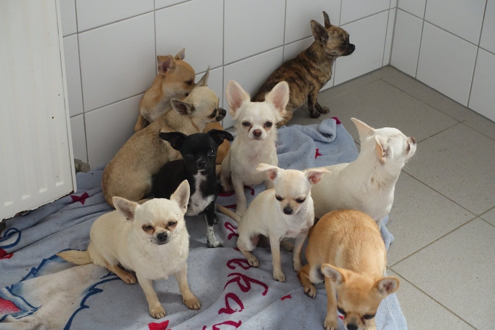 Ein Teil der geretteten Chihuahuas. 