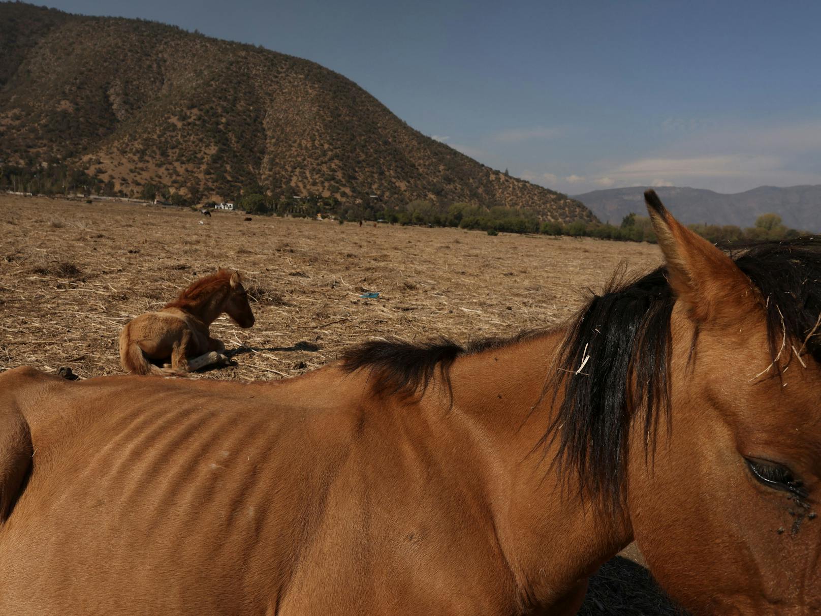 Pferde ruhen auf dem Gelände der ausgetrockneten Aculeo-Lagune in Paine in Santiago, Chile. Wo früher Wasser war, ist jetzt Wüste. "Die Tiere sterben und hier in der Lagune gibt es nichts mehr zu tun", sagte ein früherer Campingplatz-Betreiber, Francisco Martinez.