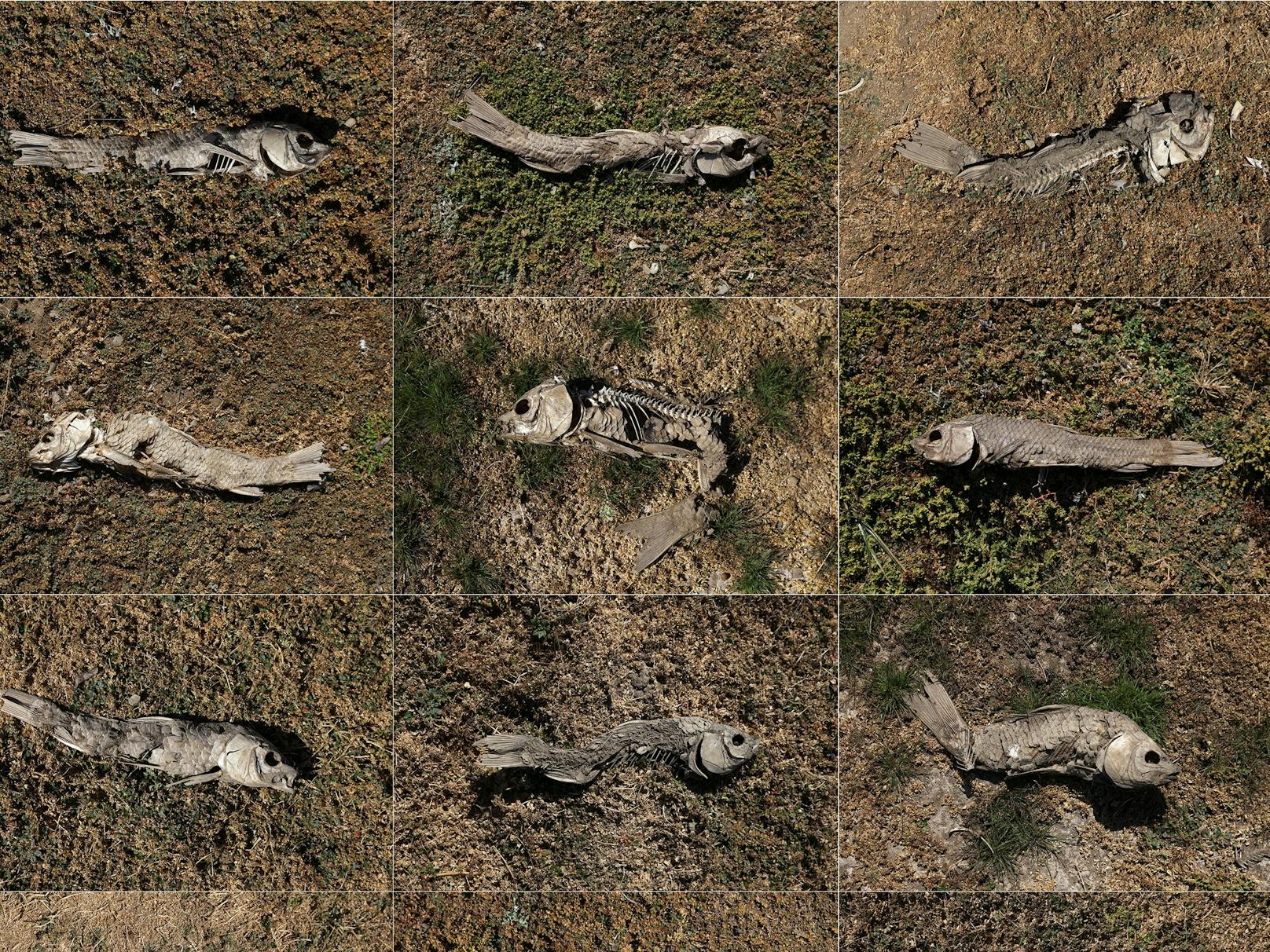 Die Foto-Collage zeigt tote Fische auf dem Boden des ehemaligen Peñuelas-Sees in Valparaiso, Chile.&nbsp;Eine riesige Fläche getrockneter und rissiger Erde, die einst das Seebett war, ist übersät mit Fischskeletten und verzweifelten Tieren, die nach Wasser suchen.