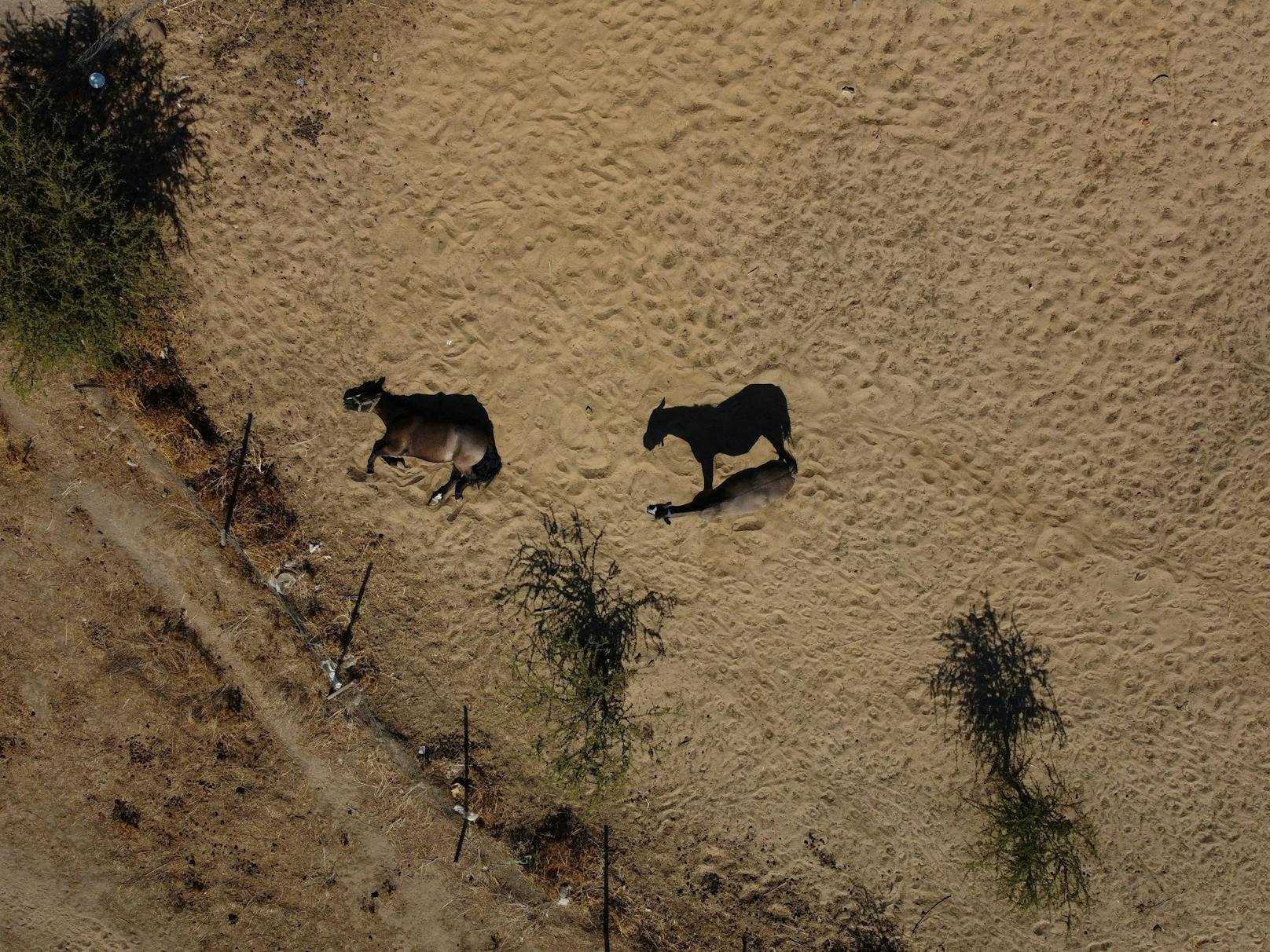 Eine Luftaufnahme zeigt Pferde in der ehemaligen Aculeo-Lagune in Paine in Santiago, Chile. Forscher der Universität von Chile sagen voraus, dass das Land in den nächsten 30 Jahren 30 Prozent weniger Wasser haben wird.