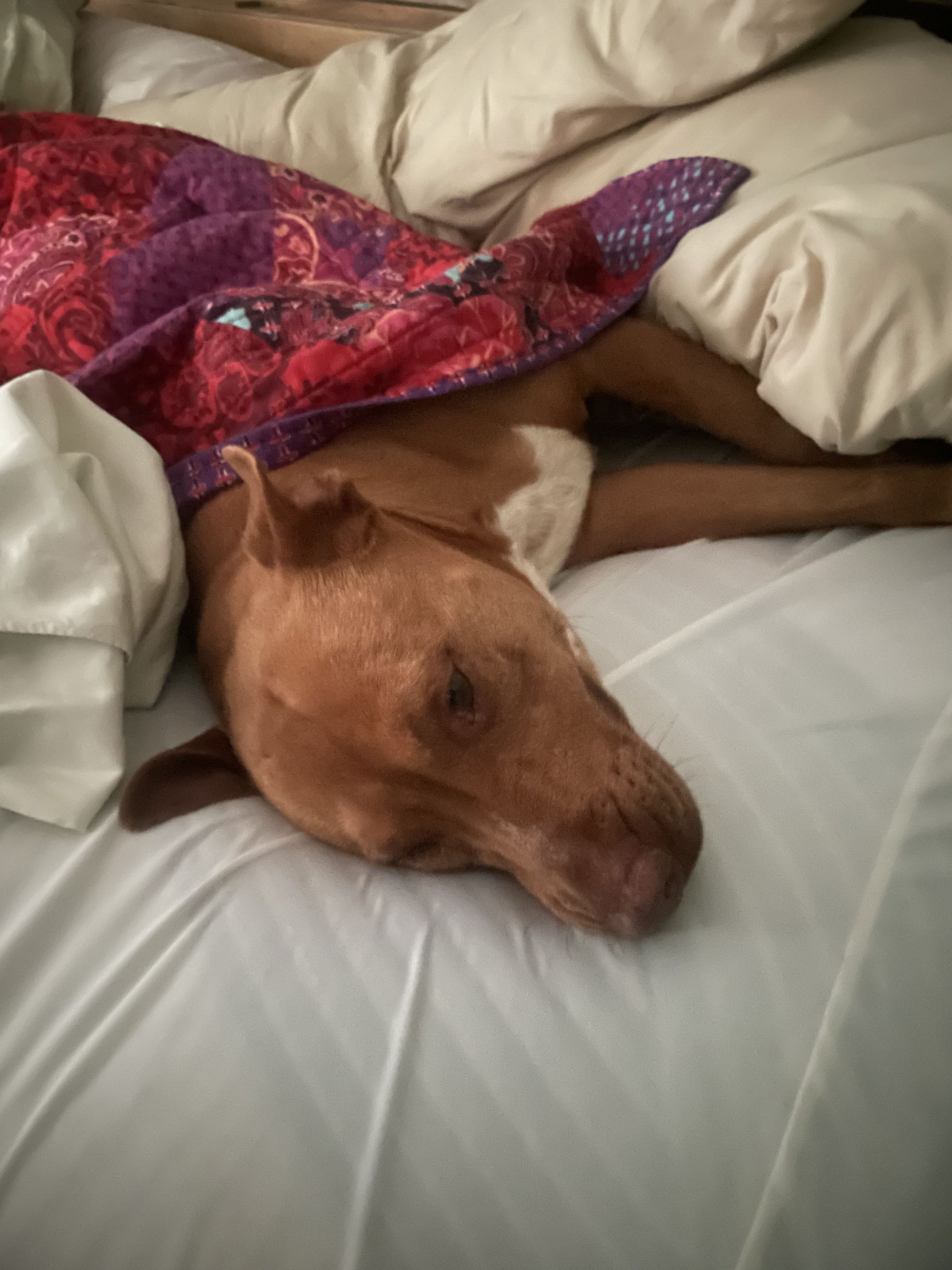 In Paris wurde der weltweit erste Affenpocken-Fall bei Hunden nachgewiesen. (Symbolbild)