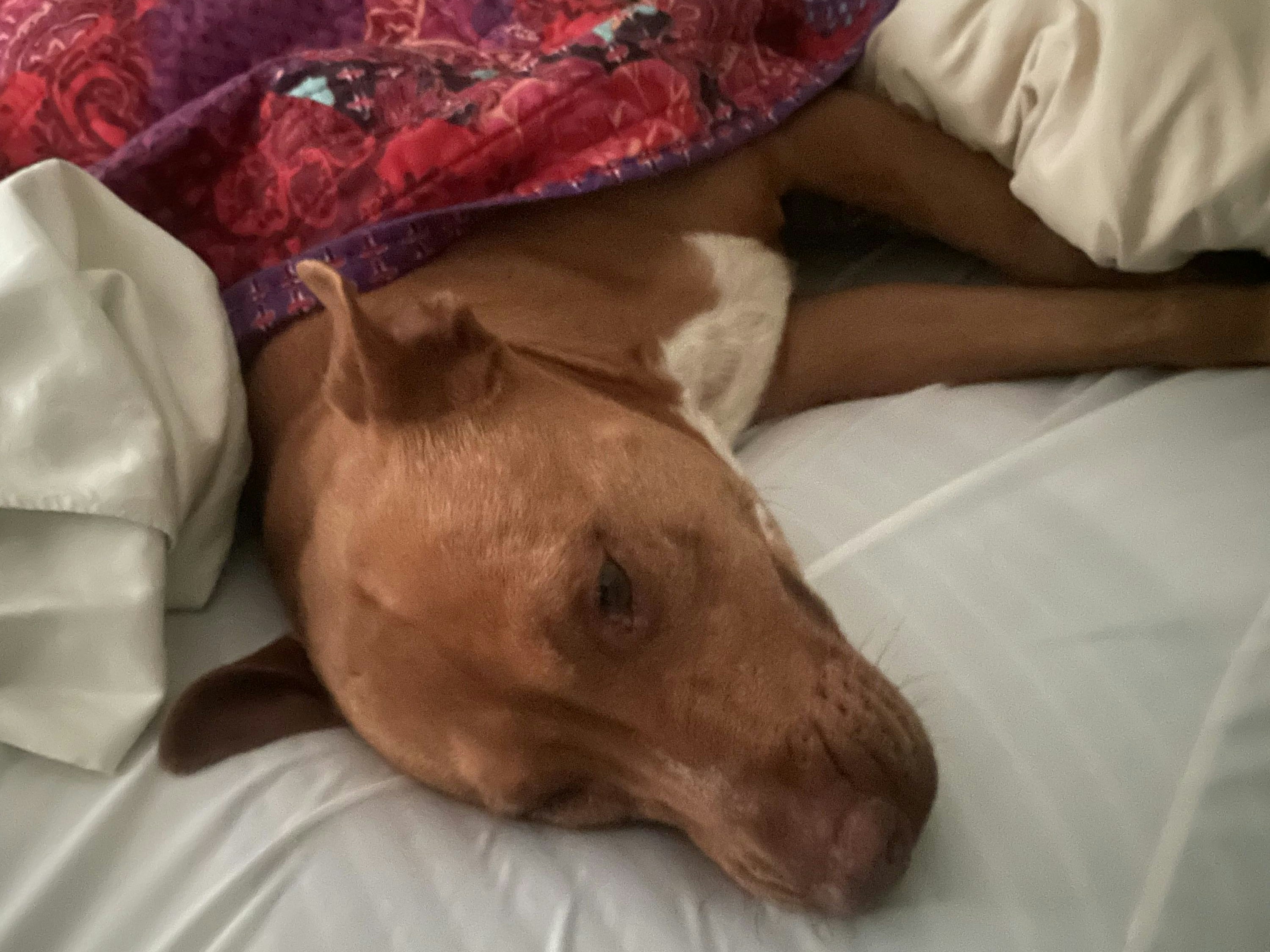 Download von www.picturedesk.com am 16.08.2022 (21:44).  ACT action_38789416 -- Jimmy and Julie Johnson waking up to find their neighbour's dog Nala in bed with them. May 1 2022. See SWNS story SWTPdog. A couple were shocked to wake up with a stranger's dog lying in bed next to them who snuck under the covers in the middle of the night.Jimmy and Julie Johnson are usually joined by one of their three own dogs at bedtime, so weren't awoken when the pooch snuggled in on May 1. The dog, named Nala, belonged to a neighbour and is thought to have snuck through the house door to seek shelter from a thunderstorm. Jimmy, 34, said: "My first reaction was fear - Nala is a big dog, a Pitbull-Labrador mix . / action press - 20220511_PD1922 - Rechteinfo: Rights Managed (RM)