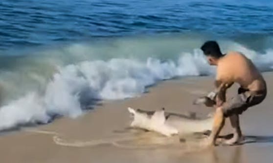 Ganz schön mutig. Am Smith Point Beach bei New York möchte ein Fischer mit bloßen Händen einen Hai von der Angelschnur befreien.