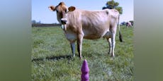 Studentin entwirft Sextoy-Kollektion für Kühe