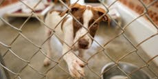 Erstes Tierheim stoppt jetzt Aufnahme von Hunden