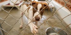 Alarm von Tierschutzorga - Tierheime sagen alle STOPP