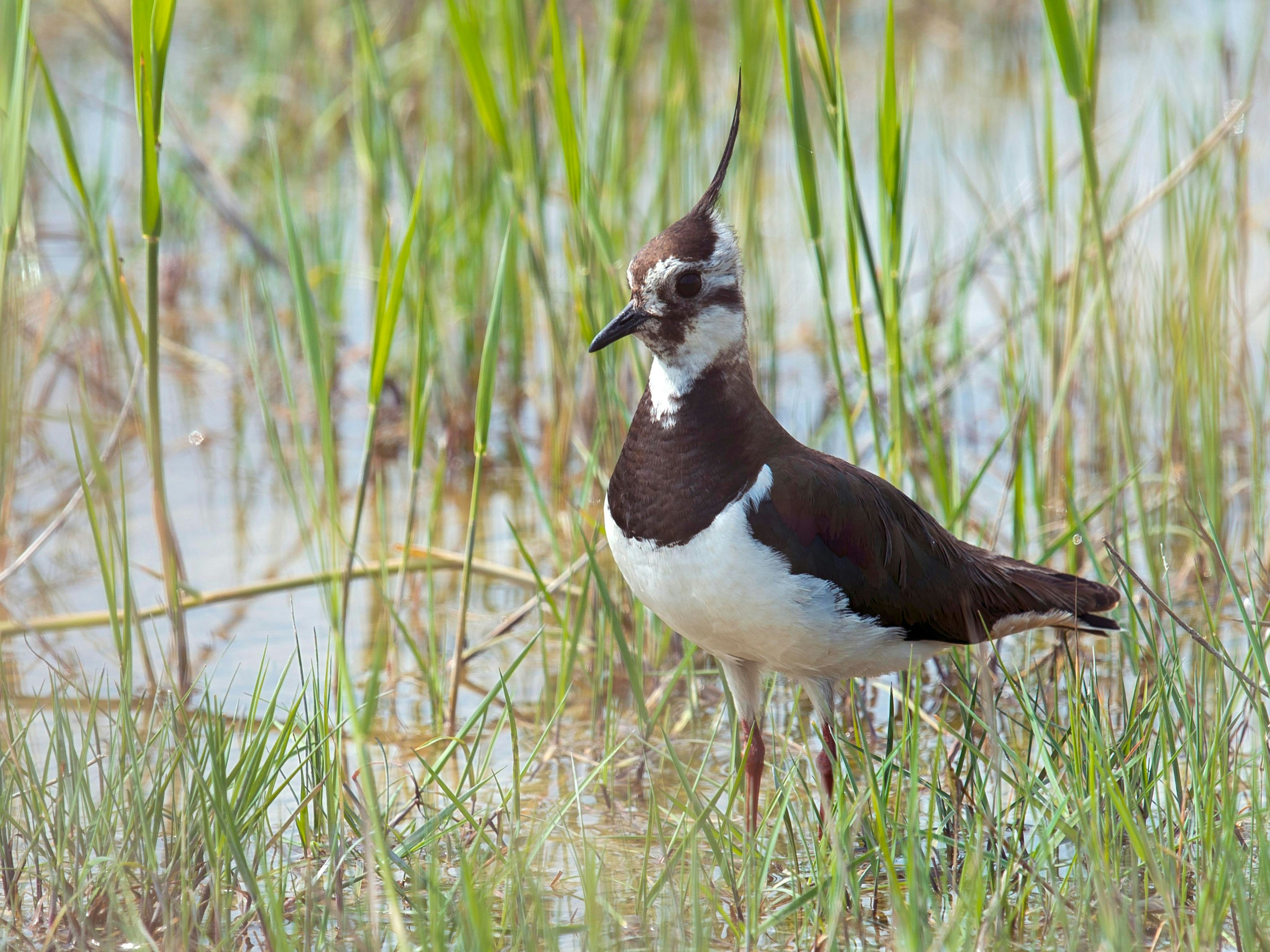 Download von www.picturedesk.com am 17.08.2022 (10:34).  Kiebitz (Vanellus vanellus) auf Feuchtwiese, Darscho-Lacke, Seewinkel, Apetlon, Burgenland, Österreich, Europa - 20141002_PD6394 - Rechteinfo: Rights Managed (RM)