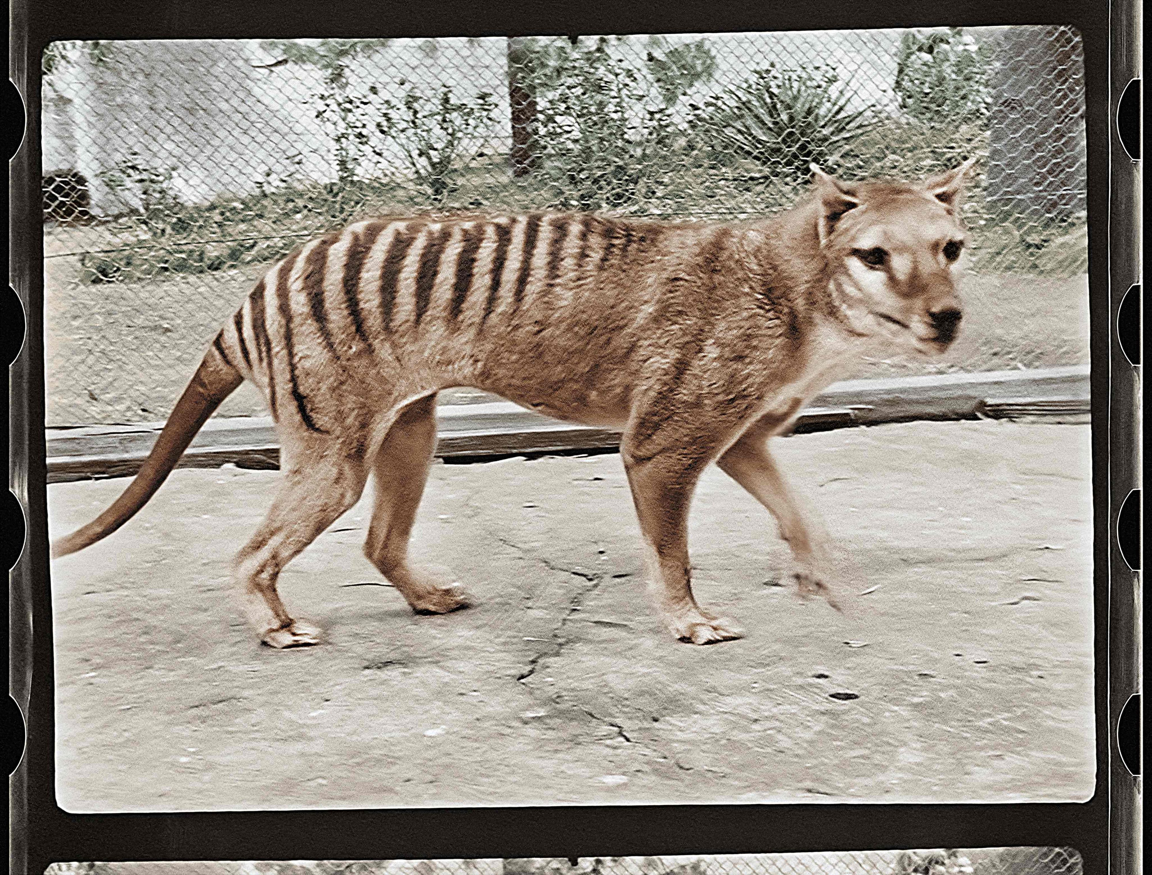 Der Tasmanische Tiger gilt als ausgestorben. Der letzte seiner Art starb 1936 in einem Zoo.