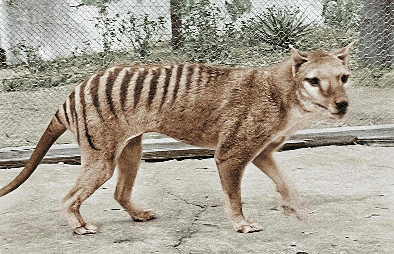Der Tasmanische Tiger gilt als ausgestorben. Der letzte seiner Art starb 1936 in einem Zoo.