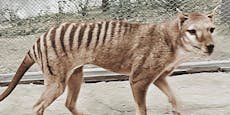DNA-Experiment soll Tasmanische Tiger auferstehen lassen