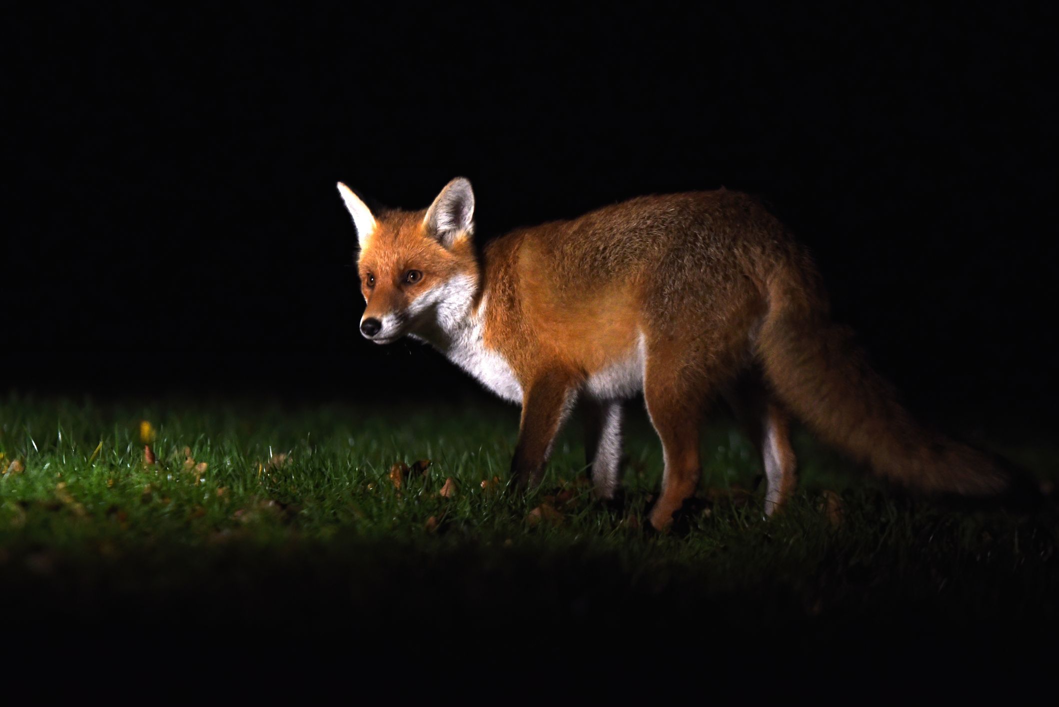 Reineke Fuchs biss ein Ehepaar im Schlaf.