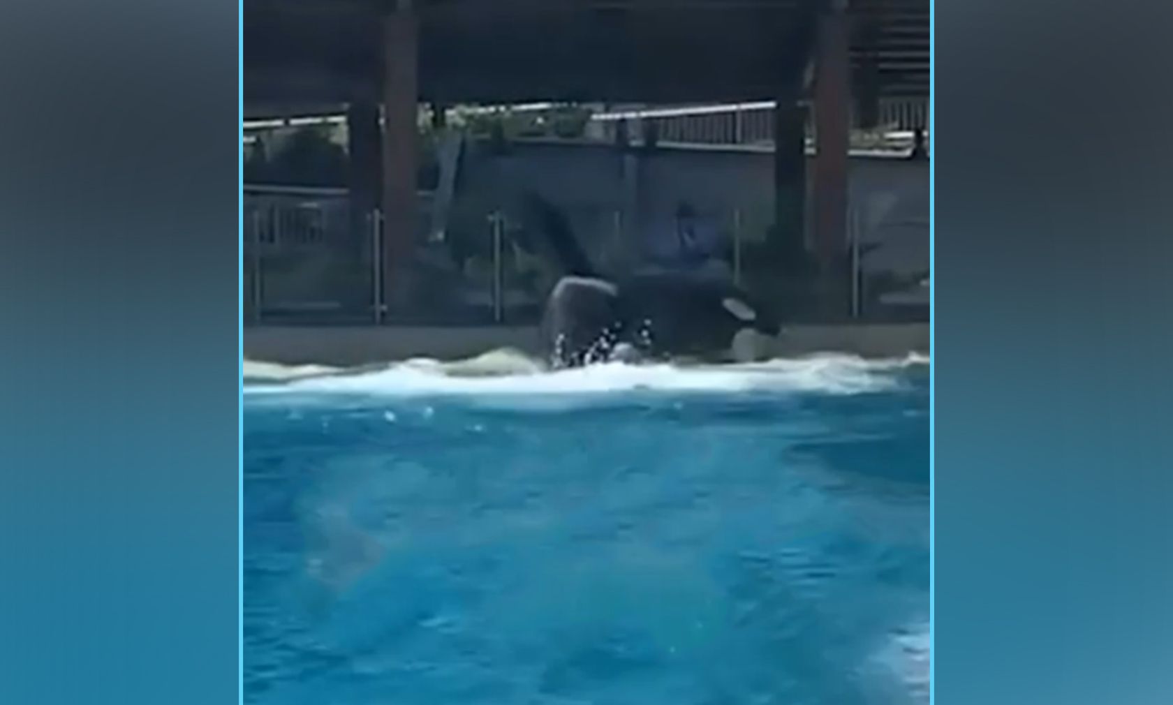 Dramatische Szenen spielten sich wieder einmal im Orca-Becken in Sea World ab.