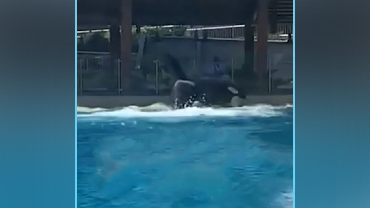 Heute.at - Blutrotes Wasser in SeaWorld! Orcas zerfleischen sich