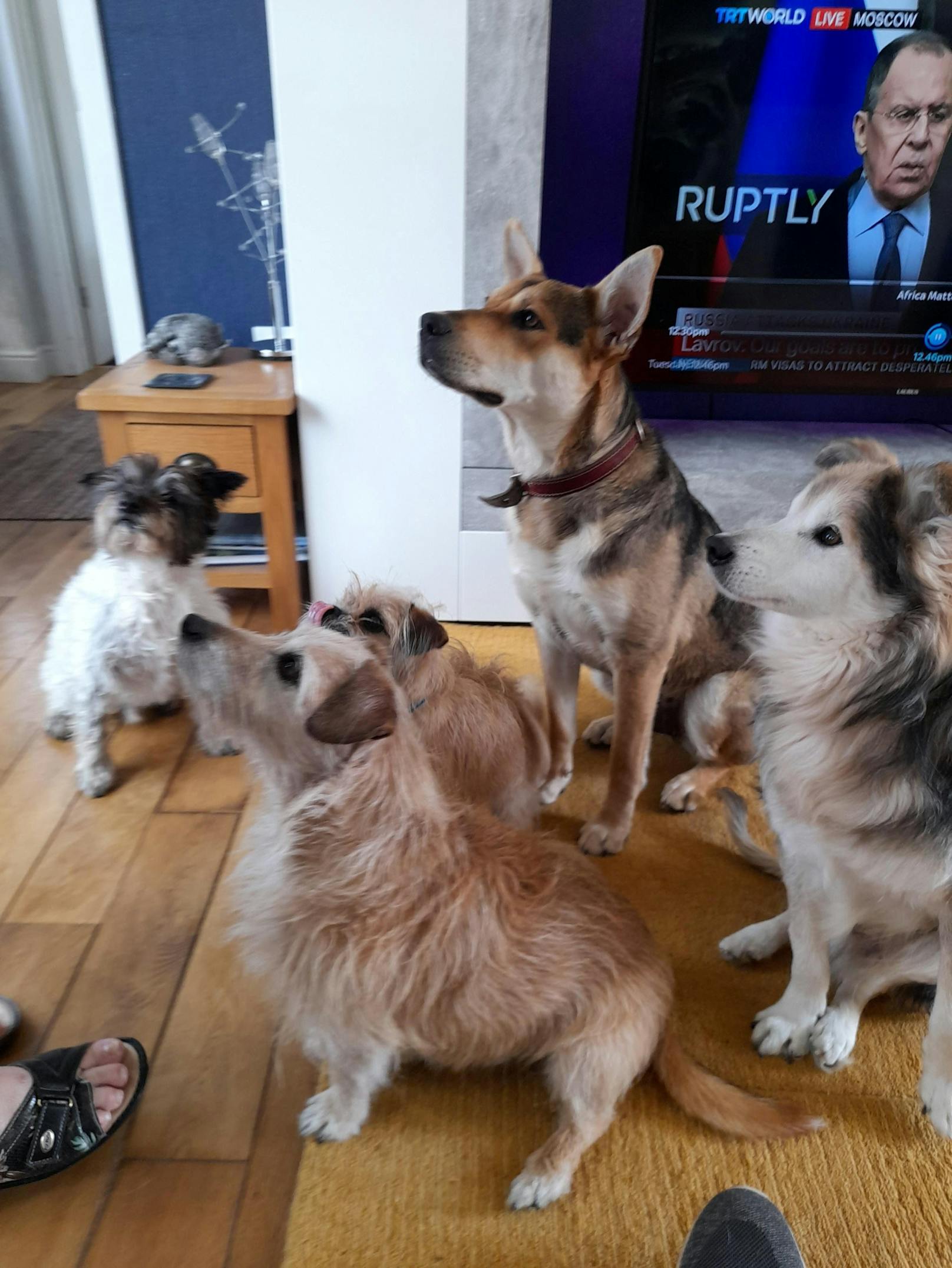 Alle vier eigenen Hunde von Wendy Hayes mussten eingeschläfert werden. 