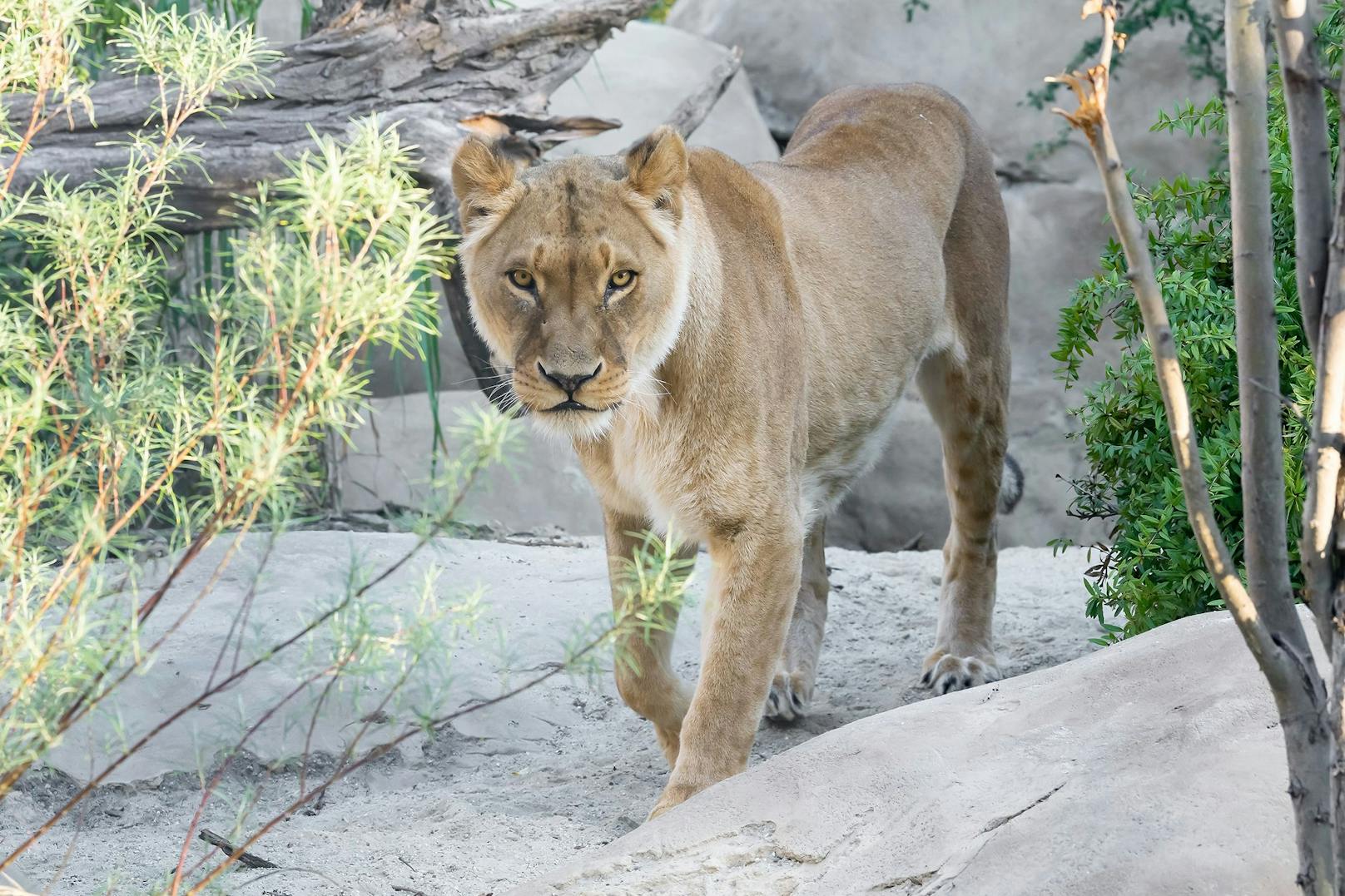 Das Schönbrunner Löwenrudel besteht aus zwei Weibchen und einem Männchen.