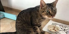 Grazer spürt entführte Katze mit GPS-Hilfe in Wien auf