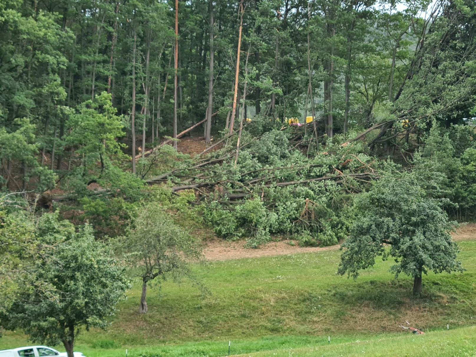 Umgestürzte Bäume im Bezirk Neunkrichen