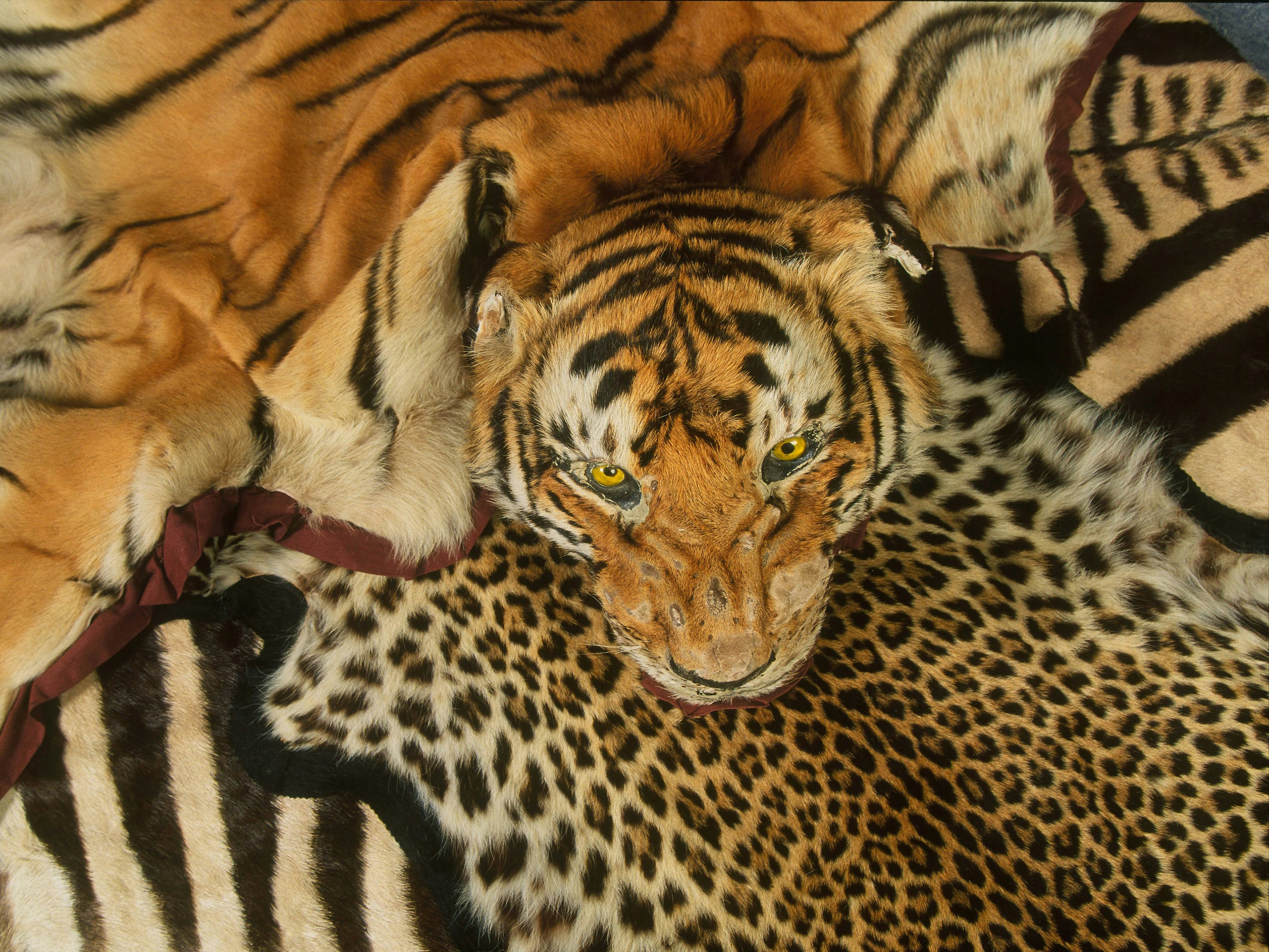 Tiger and other skins confiscated at Heathrow Airport. United Kingdom. Tiger skins are still in demand as luxury decorative items in some countries, and other tiger parts coveted for their alleged ‘medicinal’ properties. WWF is working to end poaching and the illegal trade in tiger parts, in coutnries where wild tigers live and through transit countries to those where such products are in demand.
