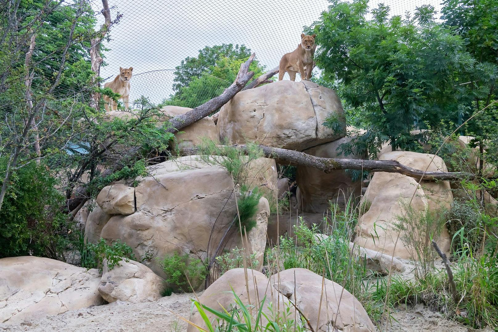 Die Katzen dürften sich wohl fühlen, auch wenn der Besucher nun ein ein wenig genauer schauen muss, um die Löwen zu entdecken.