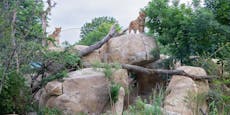 In Schönbrunn haben Löwen jetzt eine Disney-Kulisse