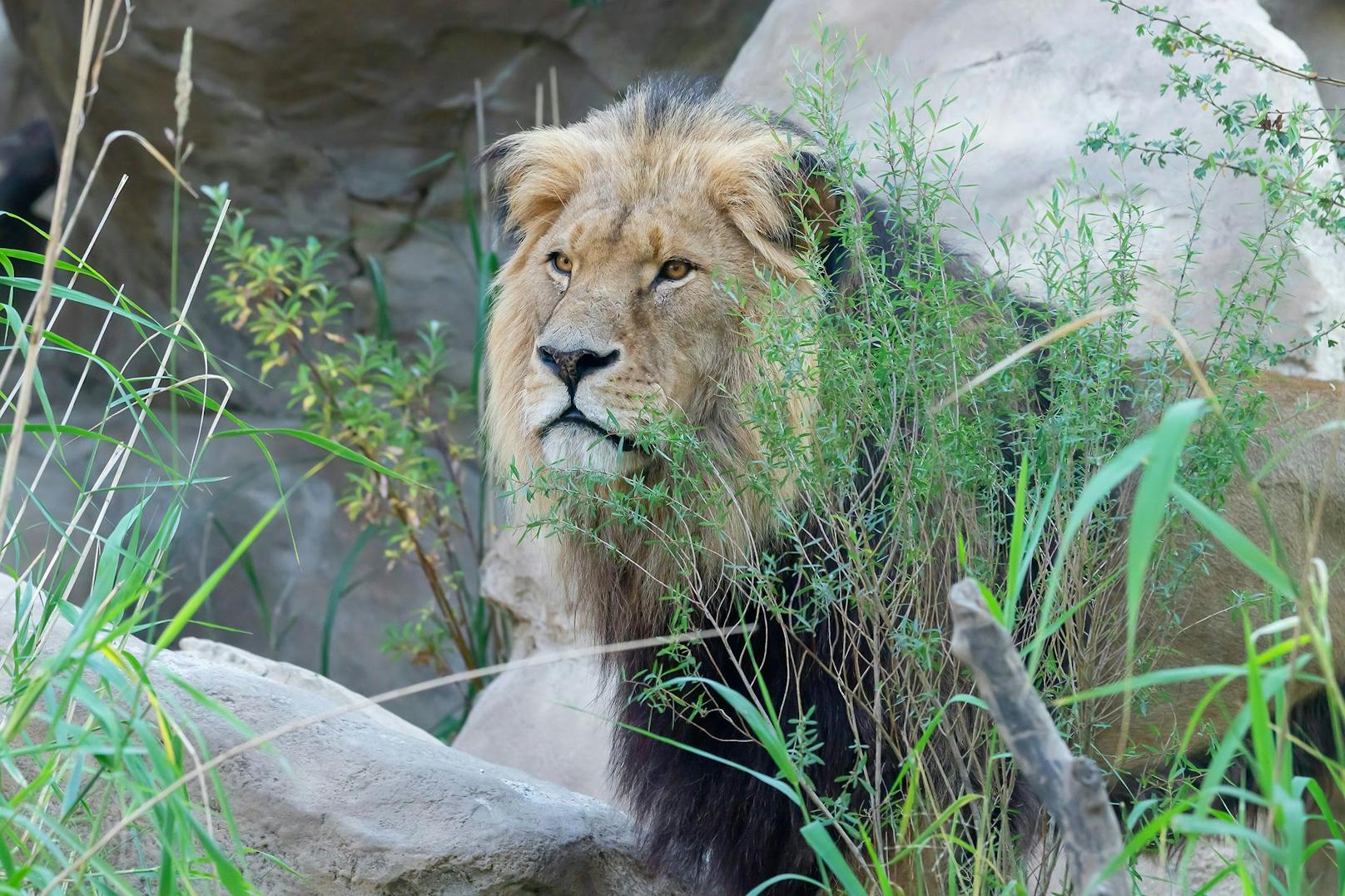 Die drei Raubkatzen dürfen nun ein Ambiente genießen, wie im Disneys "König der Löwen" - mit Königsfelsen inklusive.