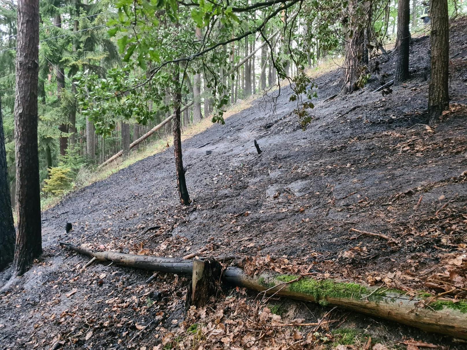 Nach dem Unwetter waren Bäume entwurzelt und umgeworfen.