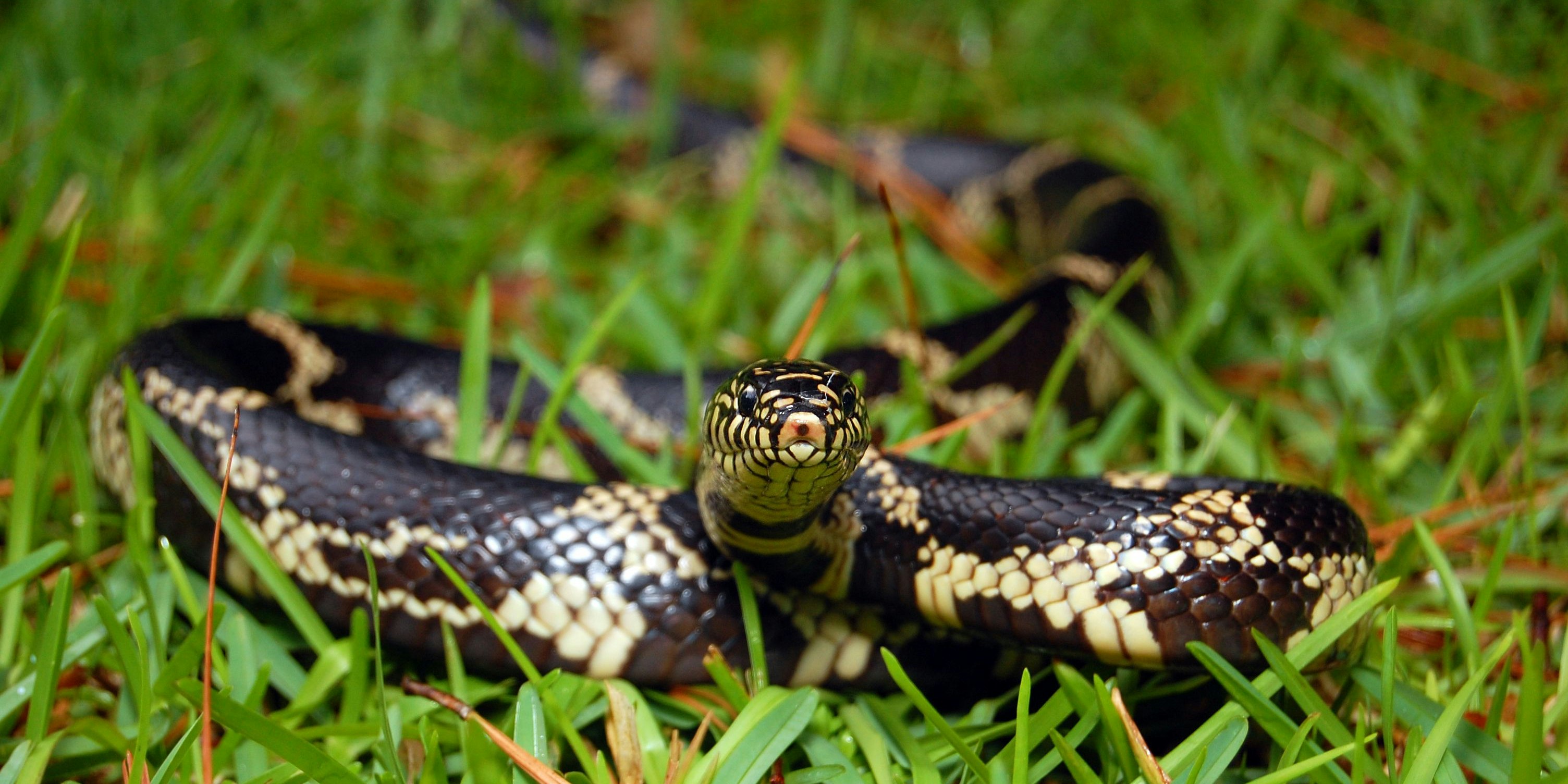 Die 2-Jährige soll die Schlange einfach zurückgebissen haben.
