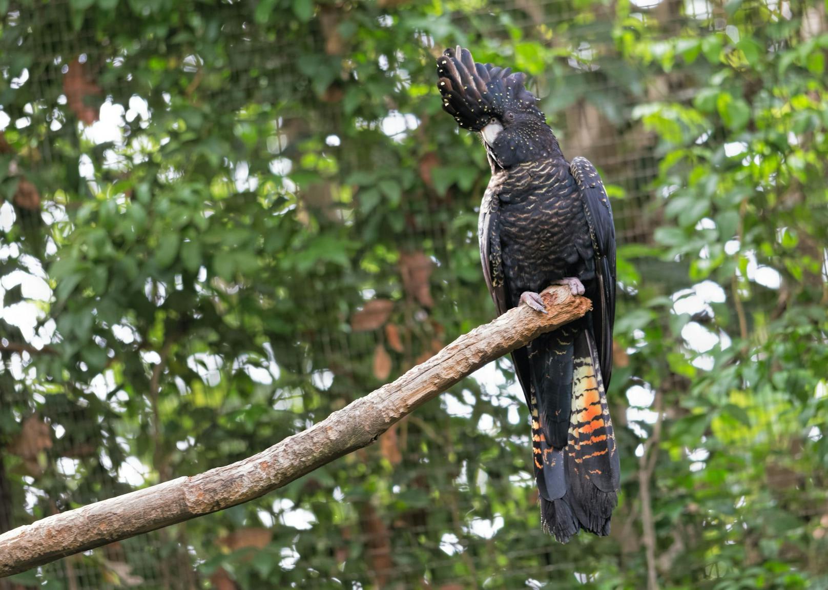 Dieser Kakadu kann eine Länge von 60 Zentimeter erreichen und lebt in Schwärmen.