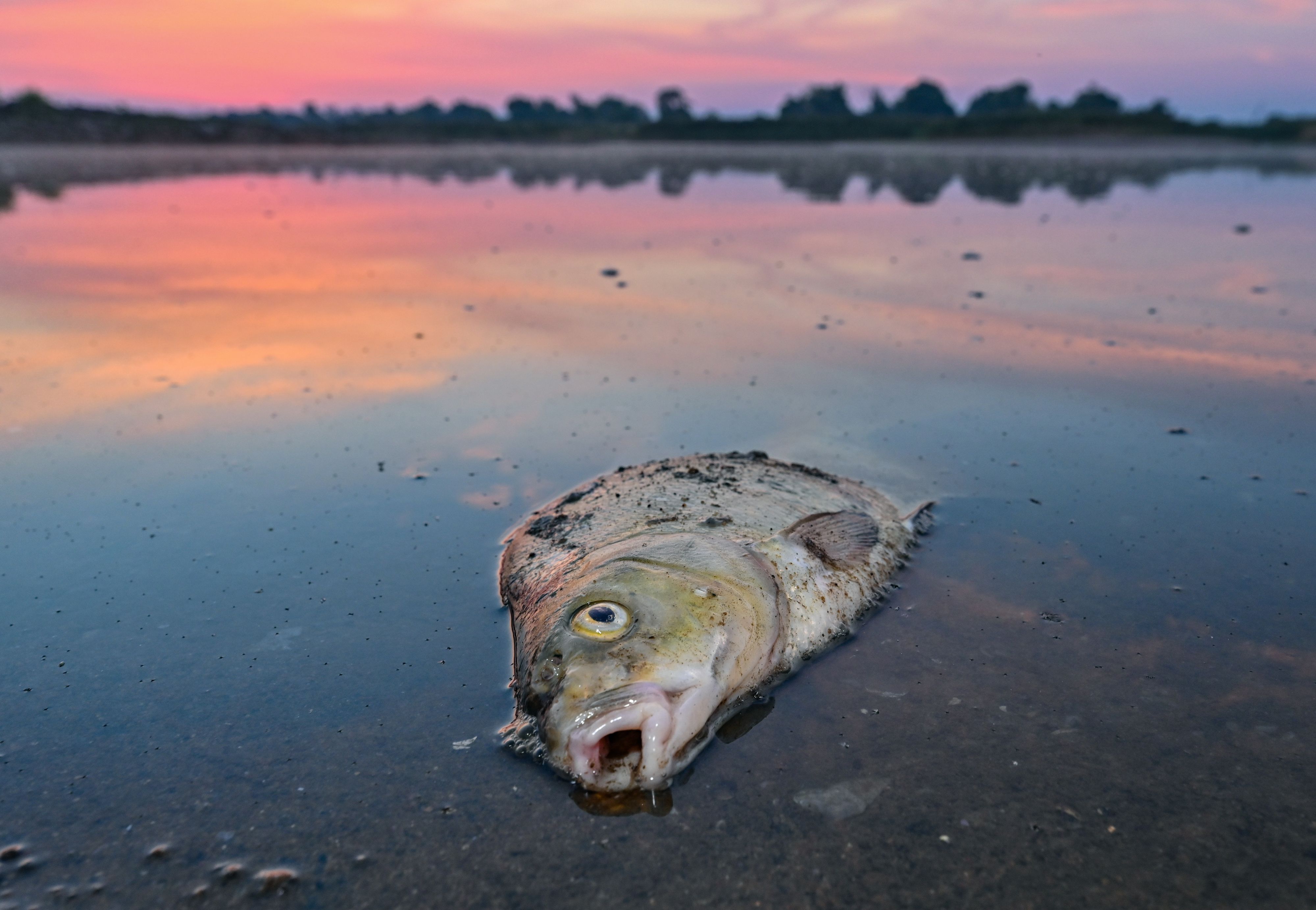 Deutschland kritisiert das massive Fischsterben am Fluss Oder. 