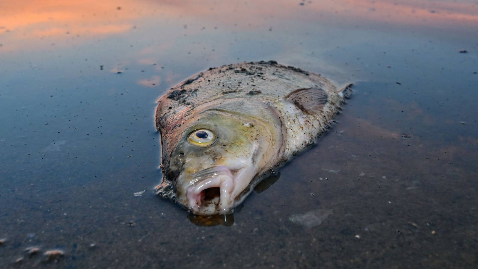 Deutschland kritisiert das massive Fischsterben am Fluss Oder. 