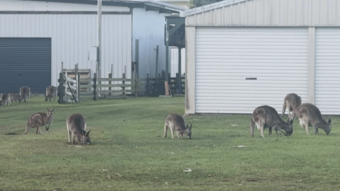 In Maaroom (Australien) wohnen 220 Menschen und zwischen 60 und 80 Kängurus.