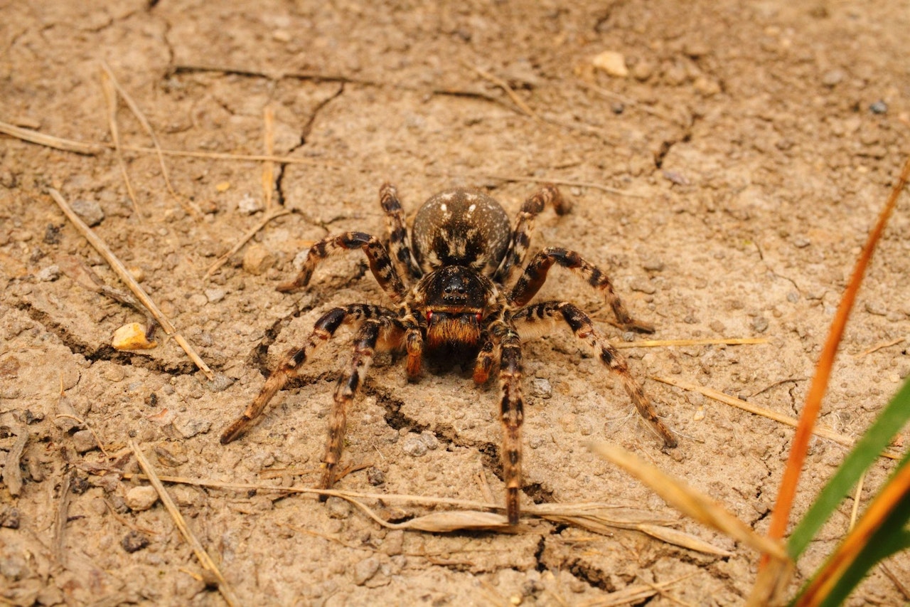 Heute.at - Tarantel! Größte Giftspinne mitten im Bezirk Bruck