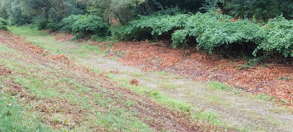 Neulengbach: Bachbett der Großen Tulln schon teilweise ausgetrocknet