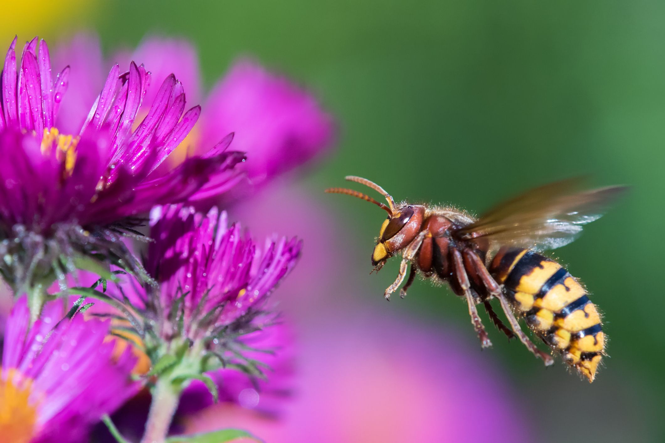 Die zahlreichen Hornissen-Stiche wurden dem Jäger zum Verhängnis.