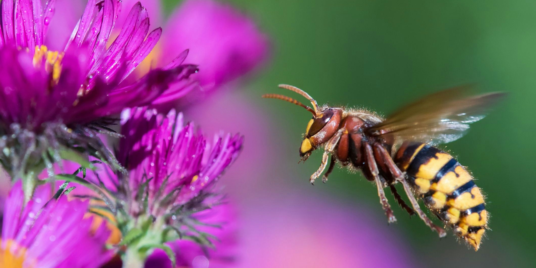 Die zahlreichen Hornissen-Stiche wurden dem Jäger zum Verhängnis.