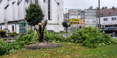 Baum gefällt – 12.000 Euro Schaden, Riesen-Ärger