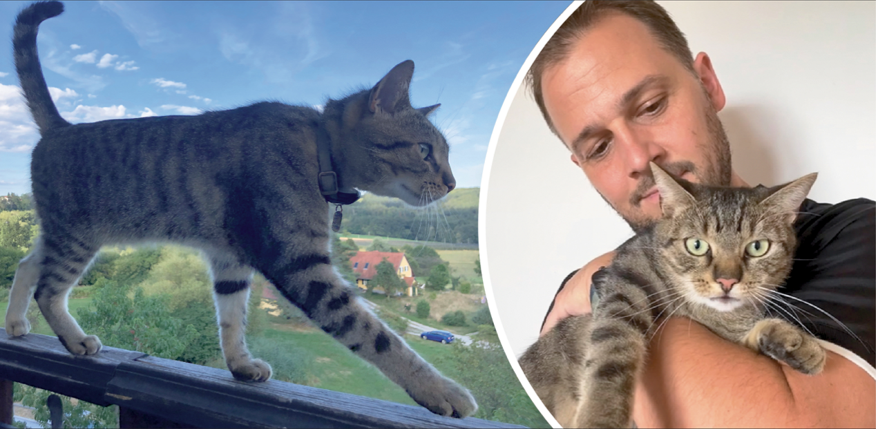 Der Kater Finn aus Graz wieder glücklich Zuhause bei seinem Halter Johannes S.