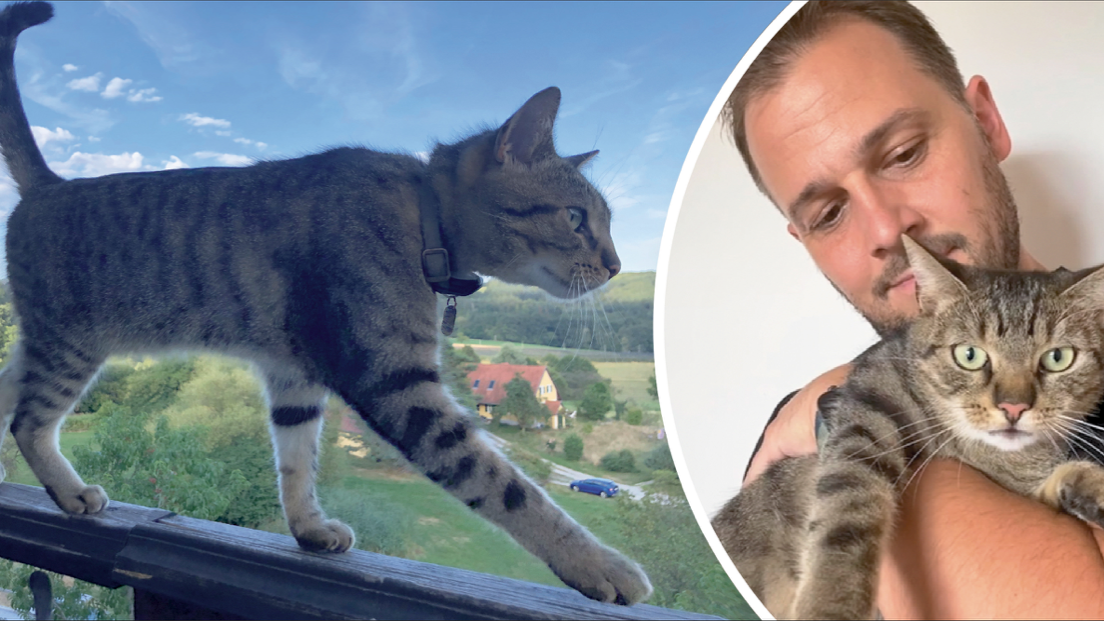 Der Kater Finn aus Graz wieder glücklich Zuhause bei seinem Halter Johannes S.