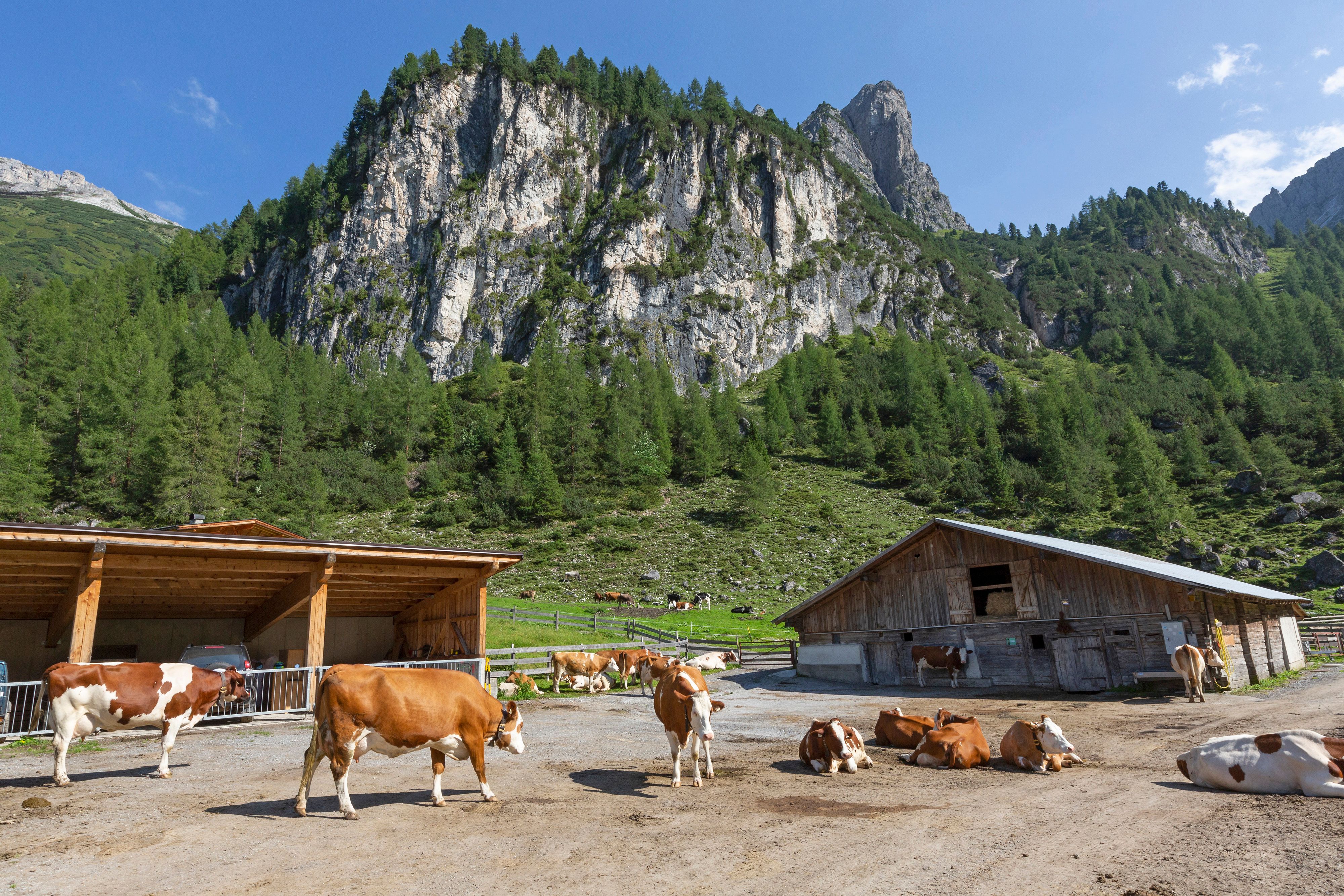 Kühe am Axamer Lizum in Tirol. Archivbild, 2019.